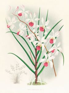 Vanda kimballiana