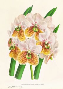 Vanda Sanderiana var Labello Viridi