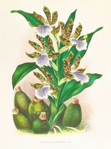 Zygopetalum intermedium