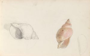 Studies of conch