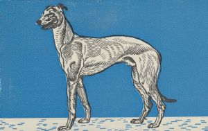 Greyhound