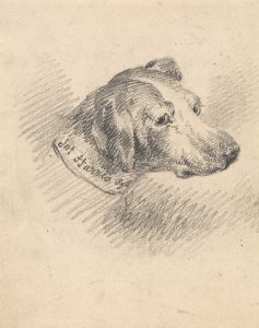 Head of a Hound