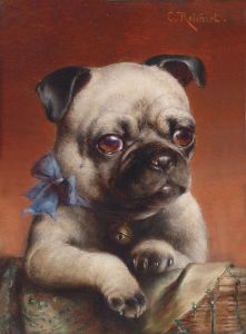 Young pug