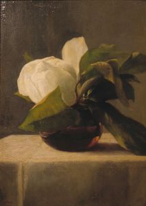 Magnolia