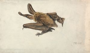 A Brown long-eared bat