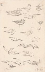Studies of Gulls