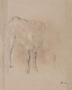 Study of a Calf