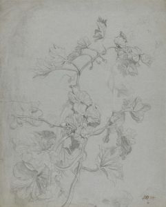 Study of a Climbing Plant