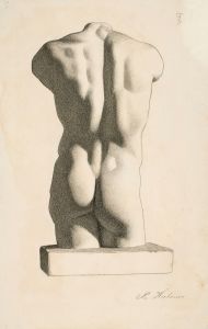 Back of a Male Torso