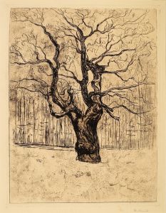 The Oak