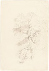 A Beech Wood