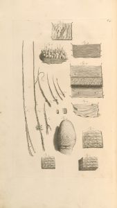 Anatomia humani corporis Pl.005