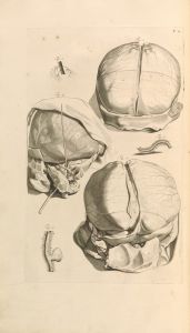 Anatomia humani corporis Pl.007