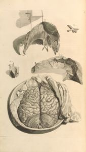 Anatomia humani corporis Pl.009