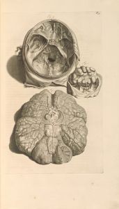 Anatomia humani corporis Pl.010