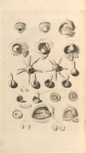 Anatomia humani corporis Pl.012
