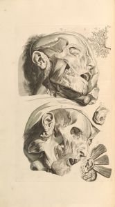 Anatomia humani corporis Pl.013