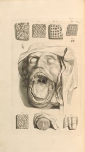 Anatomia humani corporis Pl.014