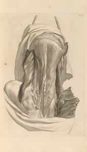 Anatomia humani corporis Pl.017