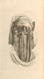 Anatomia humani corporis Pl.018