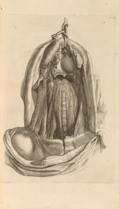Anatomia humani corporis Pl.019