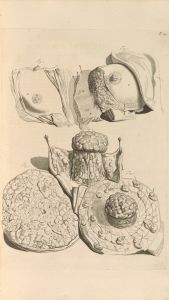 Anatomia humani corporis Pl.020