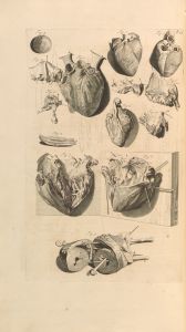 Anatomia humani corporis Pl.023