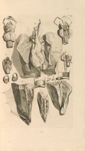 Anatomia humani corporis Pl.025