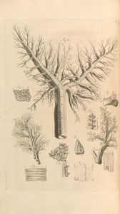 Anatomia humani corporis Pl.026