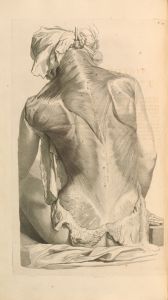 Anatomia humani corporis Pl.028