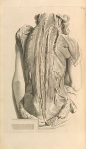 Anatomia humani corporis Pl.030