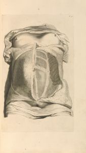 Anatomia humani corporis Pl.032