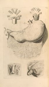 Anatomia humani corporis Pl.035