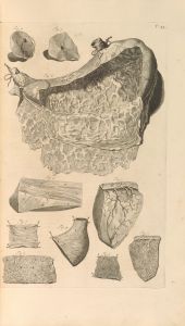 Anatomia humani corporis Pl.036