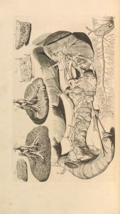 Anatomia humani corporis Pl.037