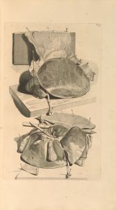 Anatomia humani corporis Pl.038