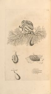 Anatomia humani corporis Pl.039