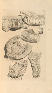 Anatomia humani corporis Pl.040