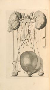 Anatomia humani corporis Pl.043