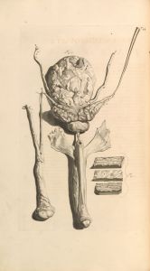 Anatomia humani corporis Pl.045