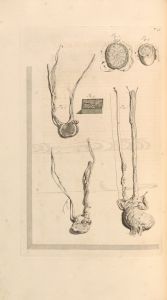 Anatomia humani corporis Pl.047