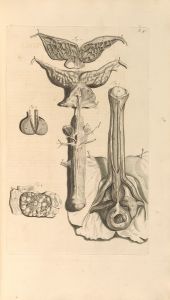 Anatomia humani corporis Pl.048