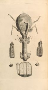 Anatomia humani corporis Pl.049
