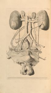 Anatomia humani corporis Pl.051
