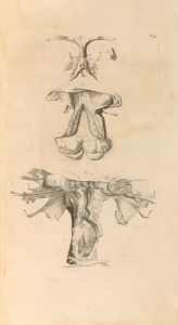 Anatomia humani corporis Pl.052