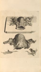 Anatomia humani corporis Pl.054