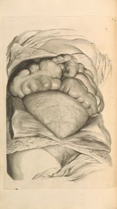 Anatomia humani corporis Pl.055