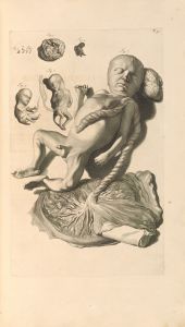 Anatomia humani corporis Pl.058