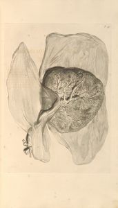 Anatomia humani corporis Pl.060