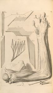Anatomia humani corporis Pl.065